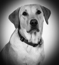 Lando Champions Team Member